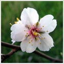 flor de almendro